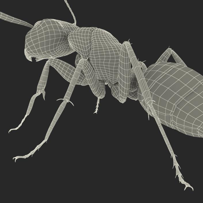 3D Black Ant Pose 2