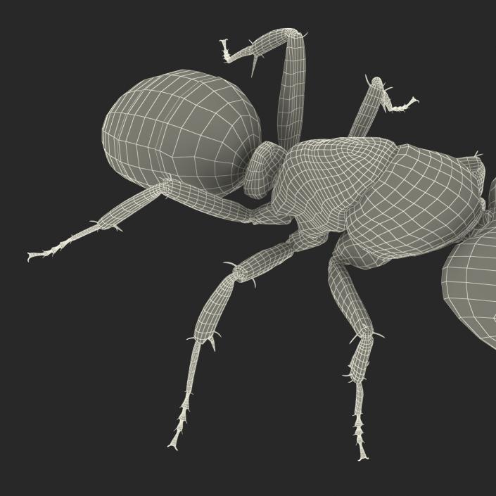 3D Black Ant Pose 2