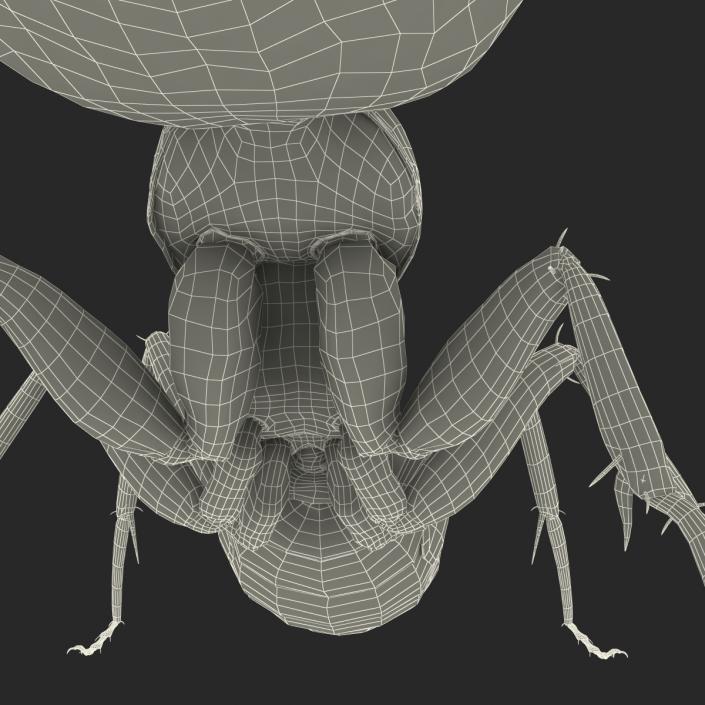 3D Black Ant Pose 2