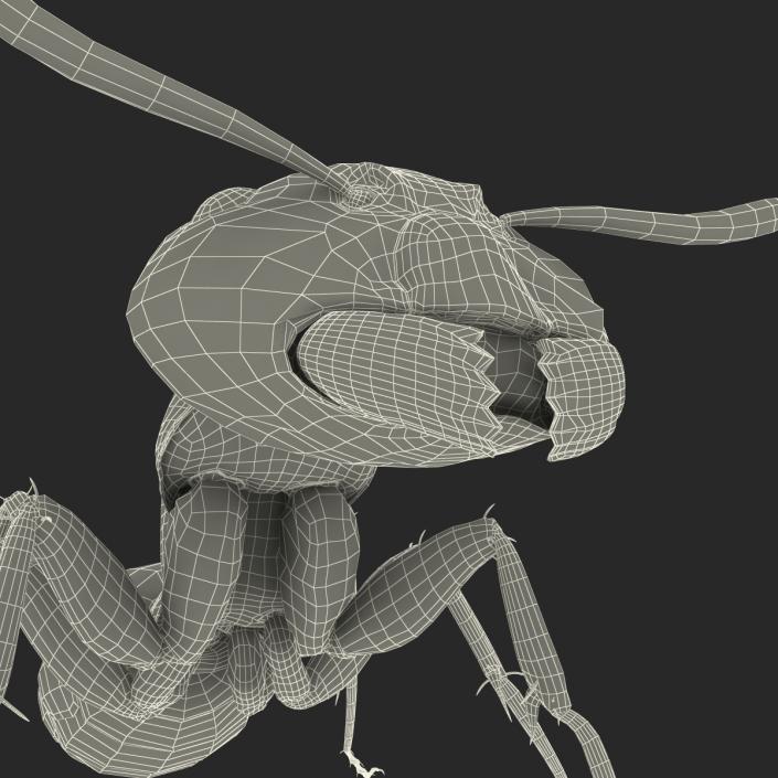 3D Black Ant Pose 2