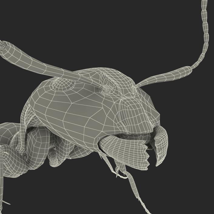 3D Black Ant Pose 2