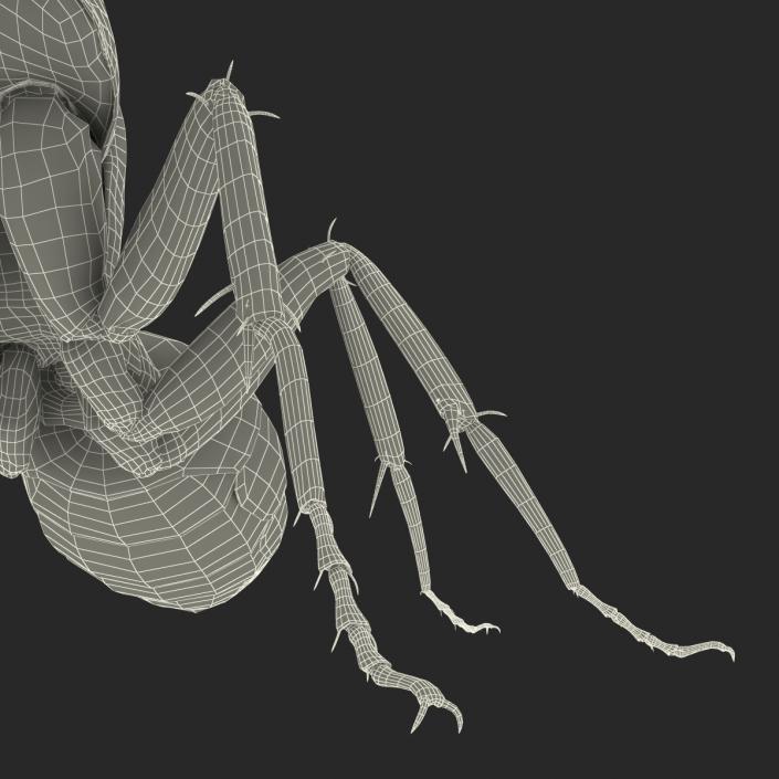 3D Black Ant Pose 2