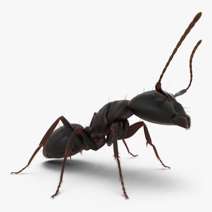 3D model Black Ant with Fur Pose 2