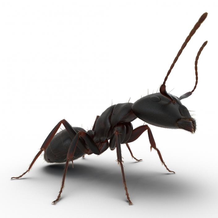 3D model Black Ant with Fur Pose 2