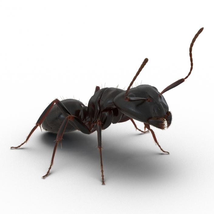 3D model Black Ant with Fur Pose 2