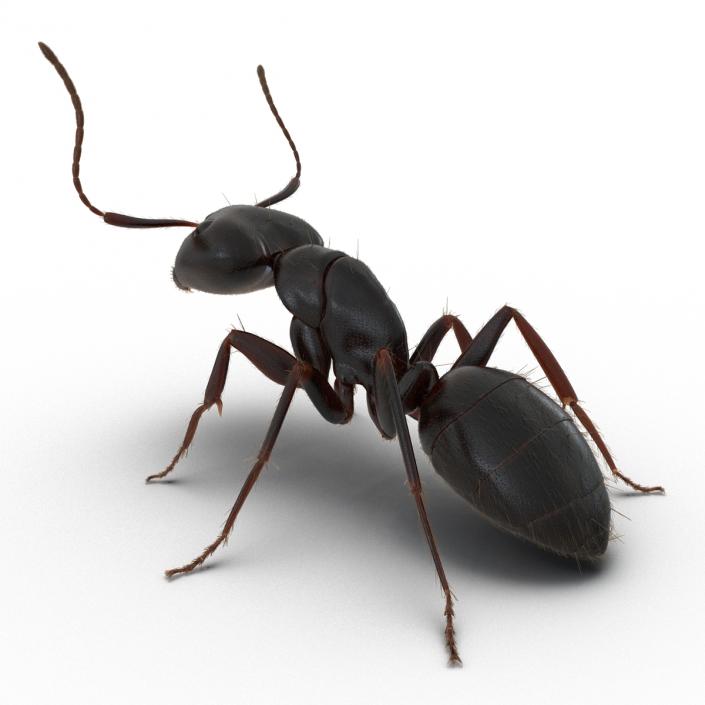 3D model Black Ant with Fur Pose 2