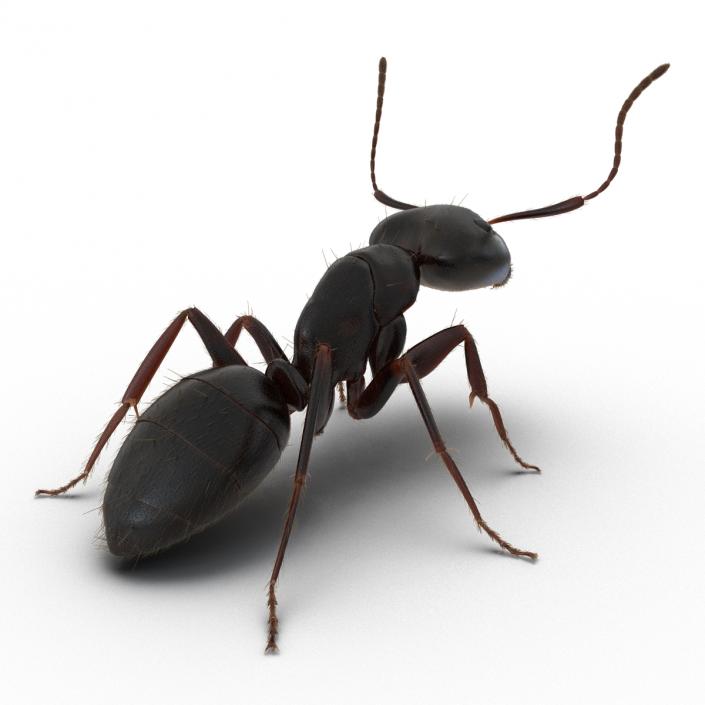 3D model Black Ant with Fur Pose 2