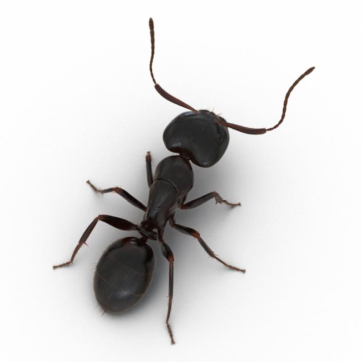 3D model Black Ant with Fur Pose 2