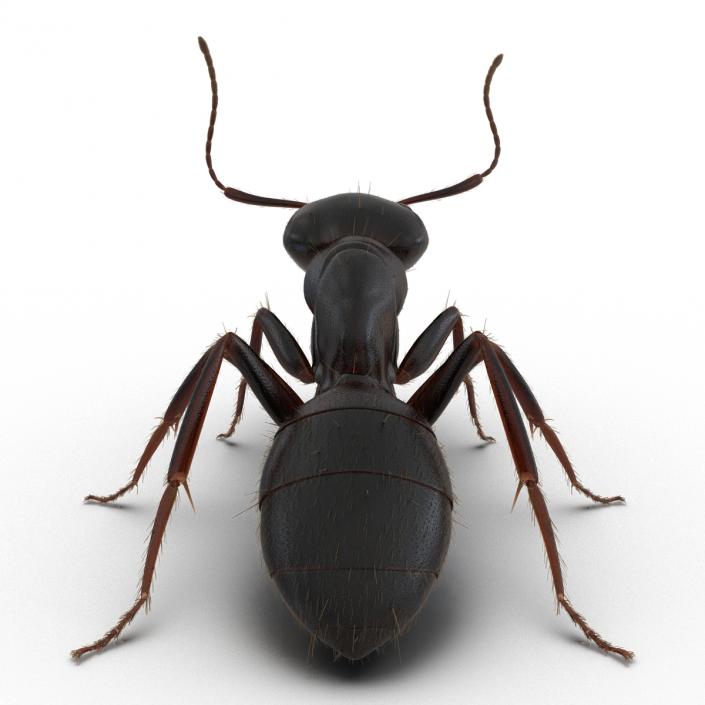 3D model Black Ant with Fur Pose 2