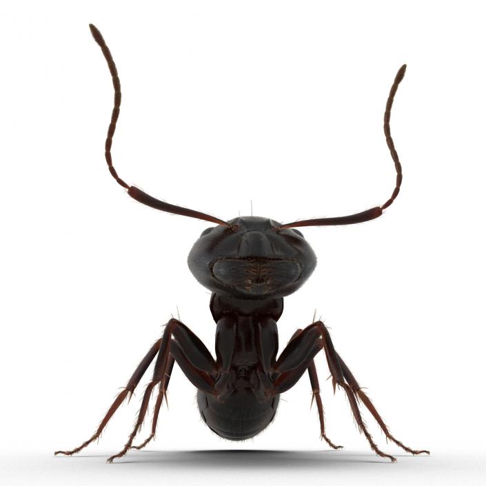 3D model Black Ant with Fur Pose 2