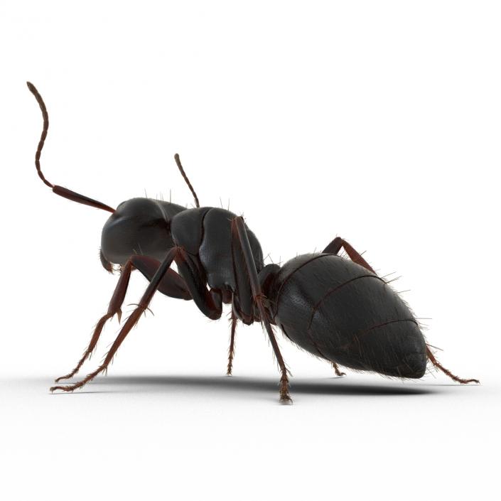 3D model Black Ant with Fur Pose 2