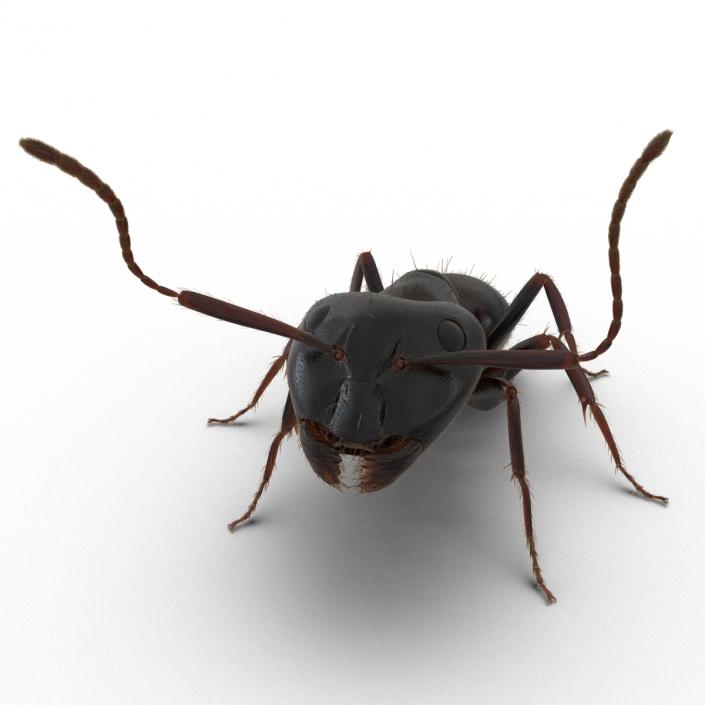 3D model Black Ant with Fur Pose 2