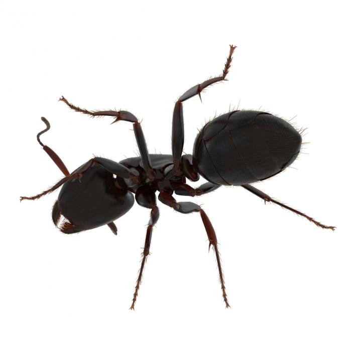 3D model Black Ant with Fur Pose 2