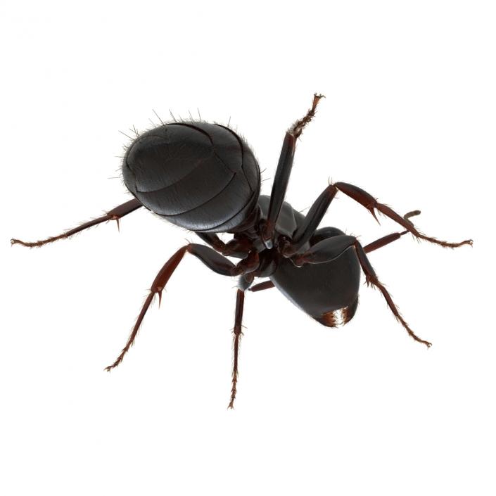 3D model Black Ant with Fur Pose 2