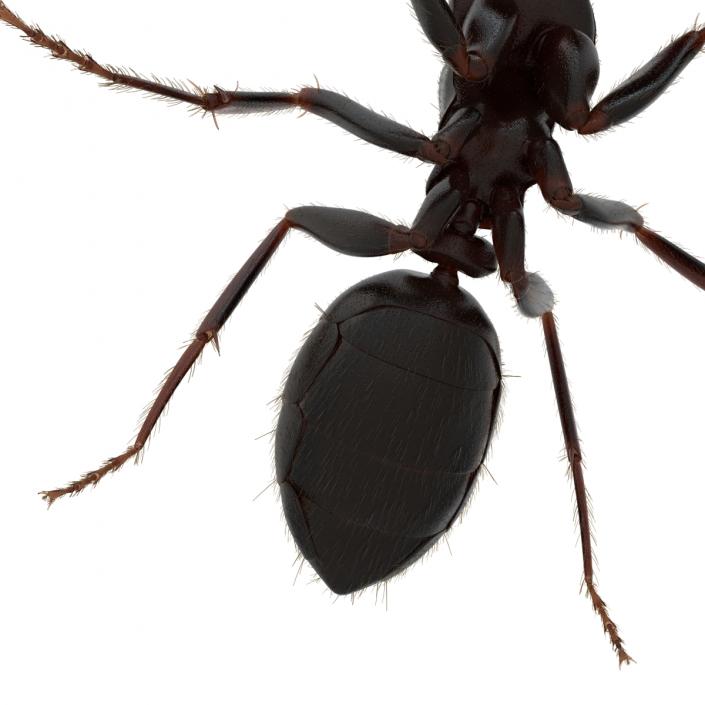 3D model Black Ant with Fur Pose 2