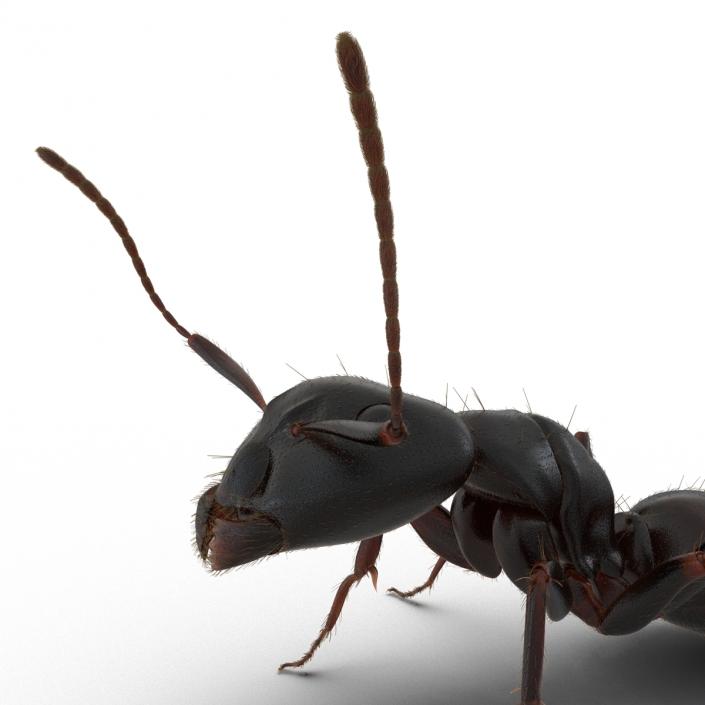 3D model Black Ant with Fur Pose 2