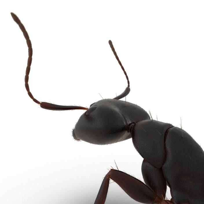 3D model Black Ant with Fur Pose 2