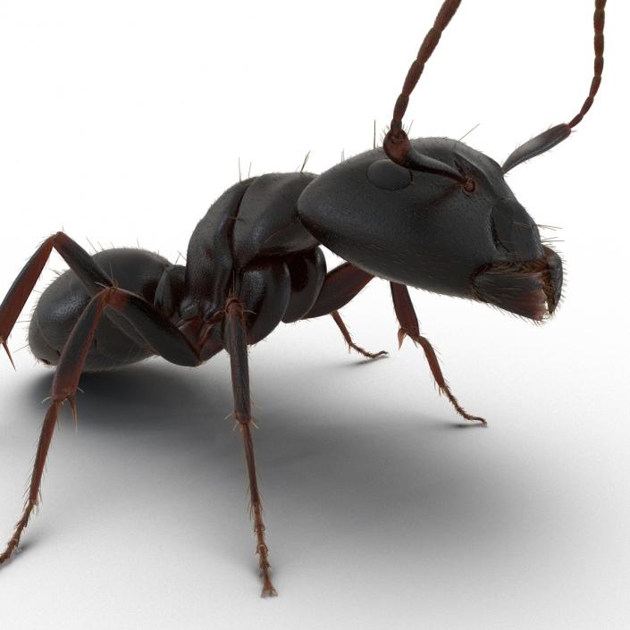 3D model Black Ant with Fur Pose 2