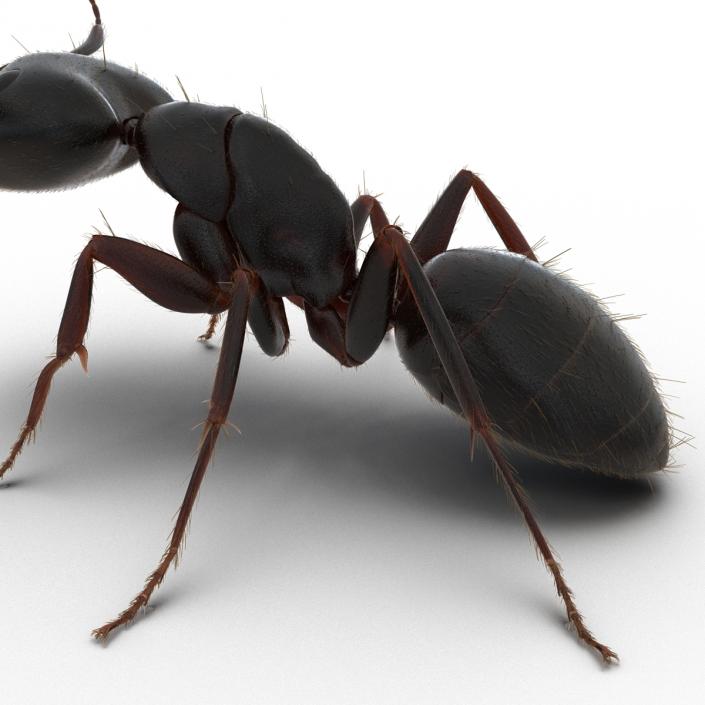 3D model Black Ant with Fur Pose 2