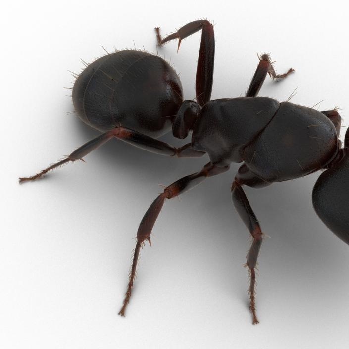 3D model Black Ant with Fur Pose 2