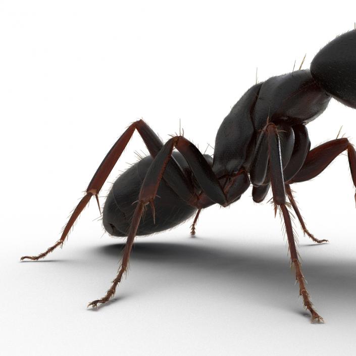 3D model Black Ant with Fur Pose 2