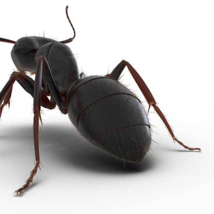 3D model Black Ant with Fur Pose 2