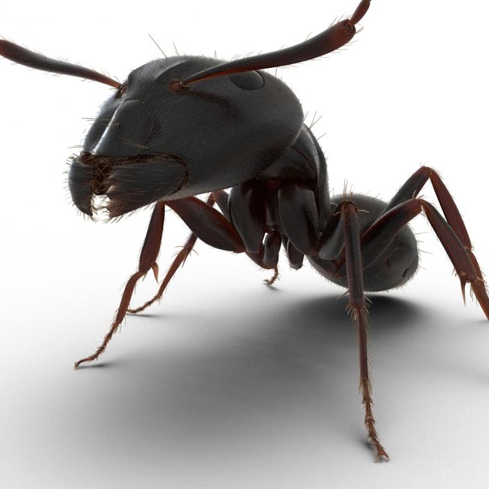 3D model Black Ant with Fur Pose 2