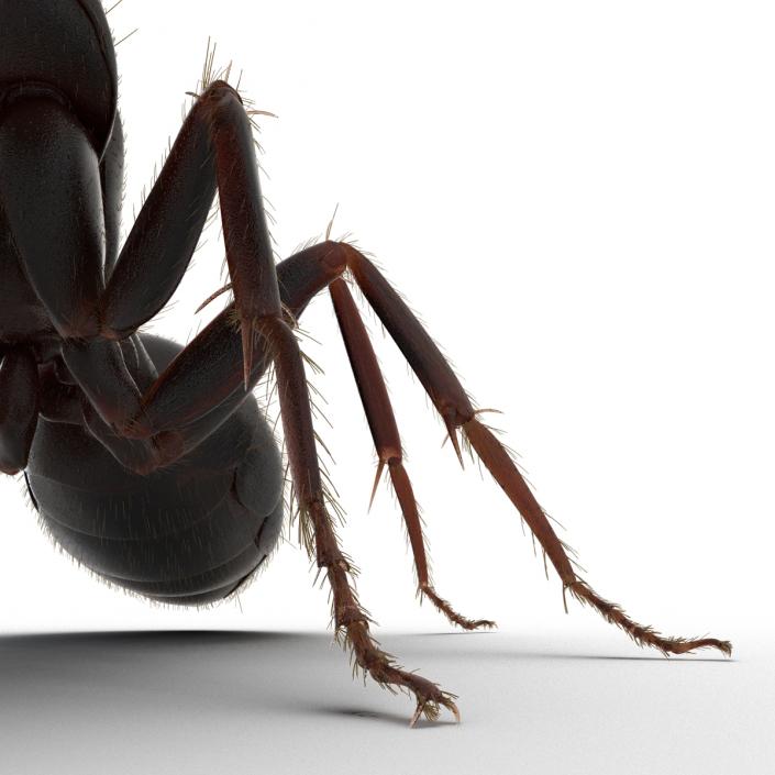 3D model Black Ant with Fur Pose 2