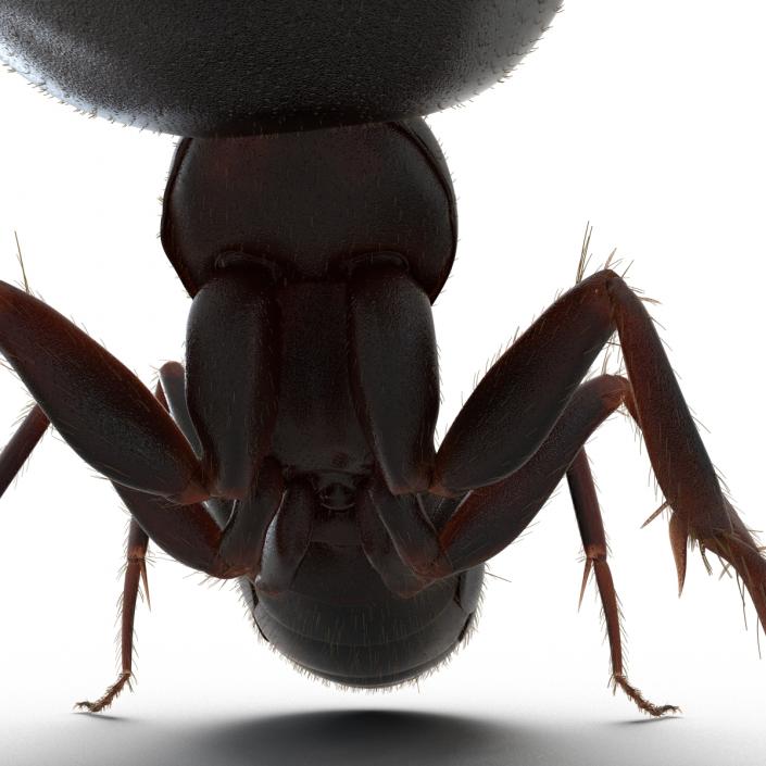 3D model Black Ant with Fur Pose 2