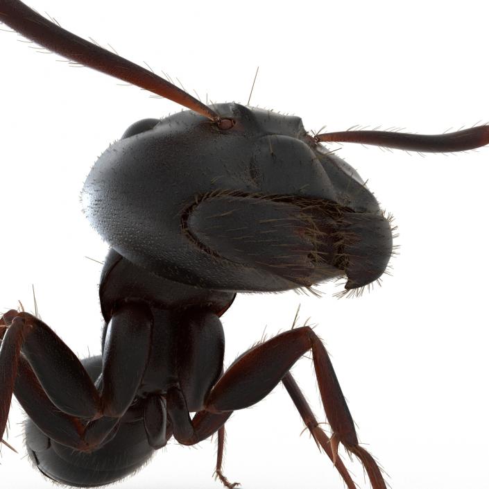 3D model Black Ant with Fur Pose 2