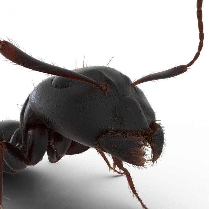 3D model Black Ant with Fur Pose 2