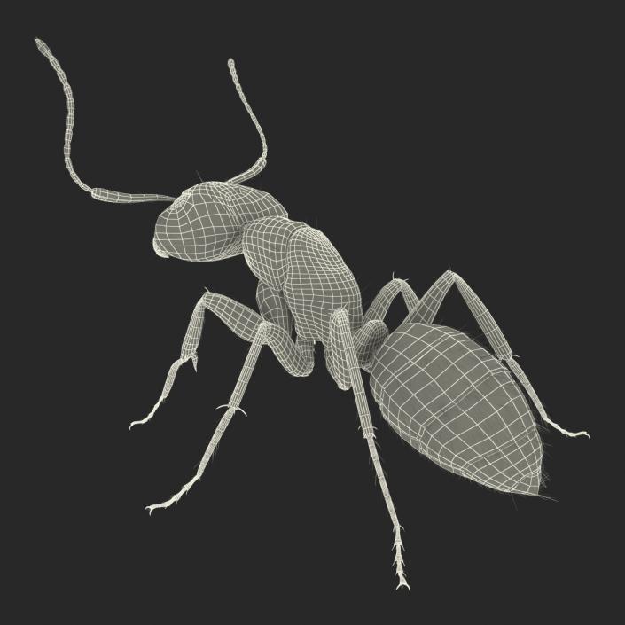 3D model Black Ant with Fur Pose 2