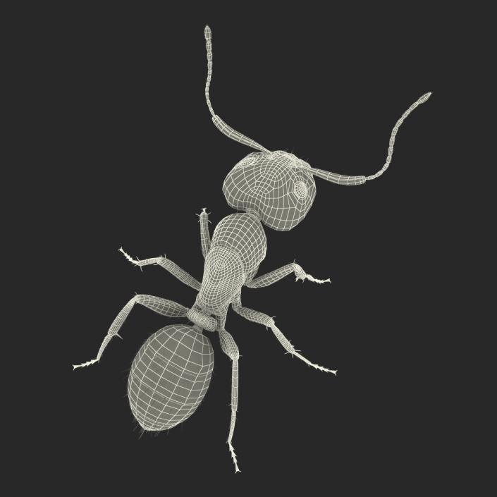 3D model Black Ant with Fur Pose 2