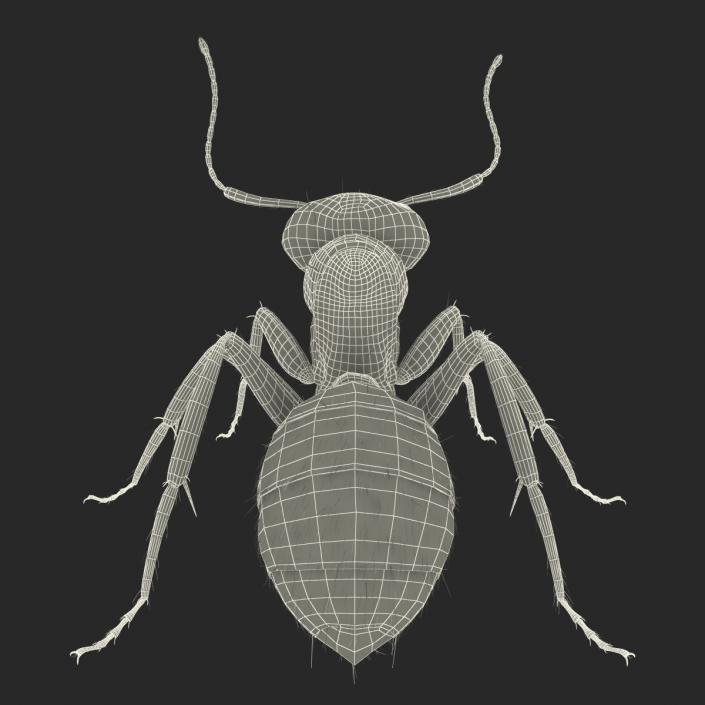 3D model Black Ant with Fur Pose 2