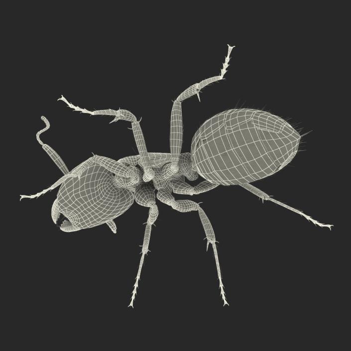 3D model Black Ant with Fur Pose 2