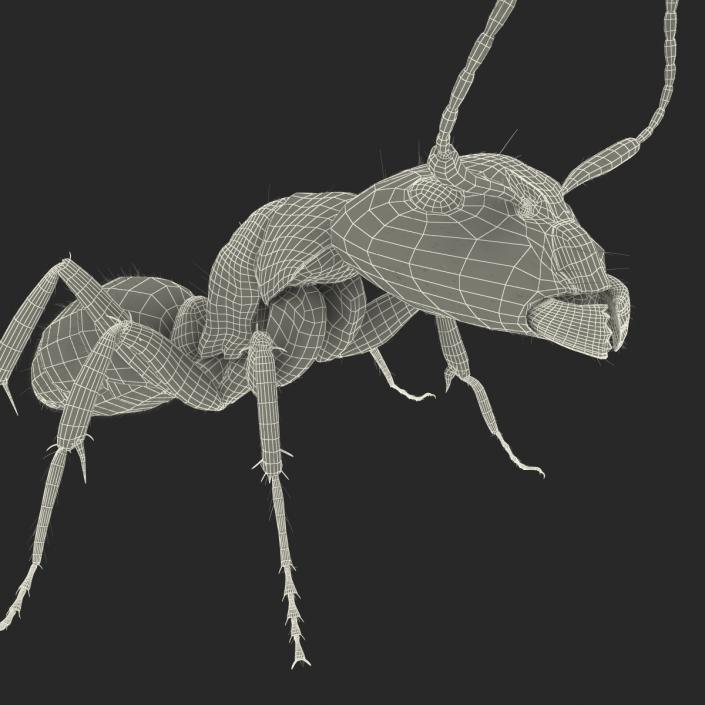 3D model Black Ant with Fur Pose 2