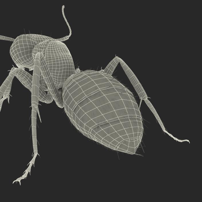 3D model Black Ant with Fur Pose 2