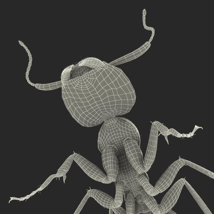 3D model Black Ant with Fur Pose 2