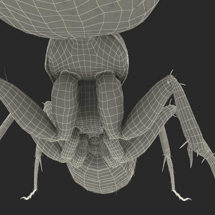 3D model Black Ant with Fur Pose 2