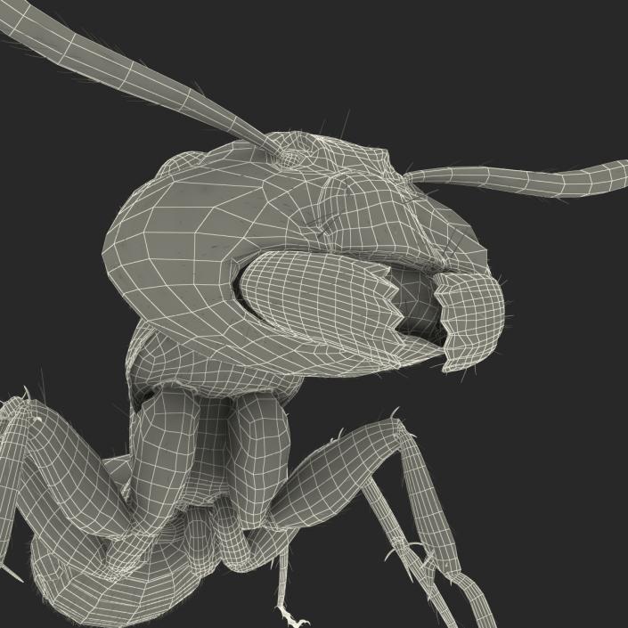 3D model Black Ant with Fur Pose 2