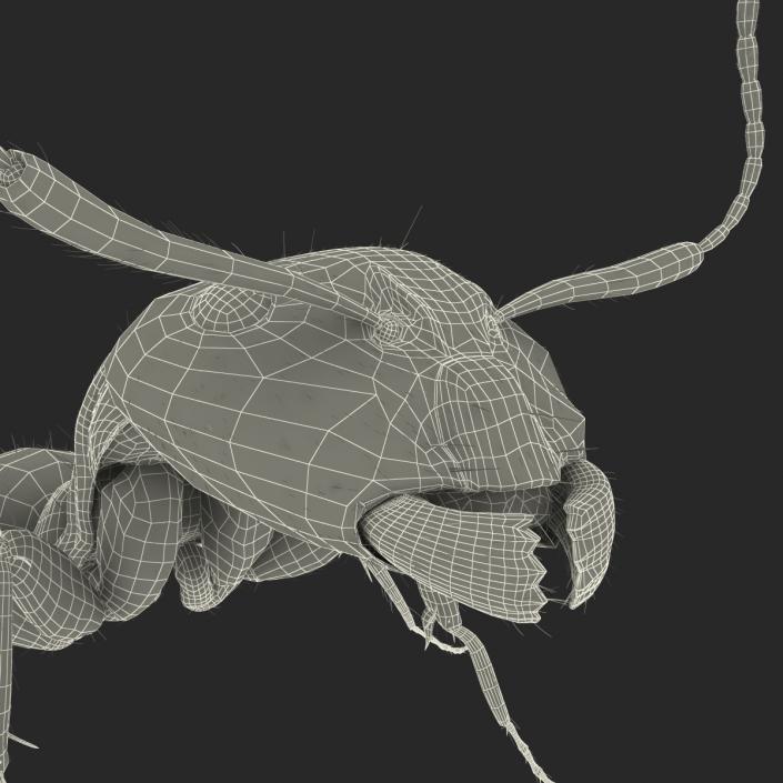 3D model Black Ant with Fur Pose 2