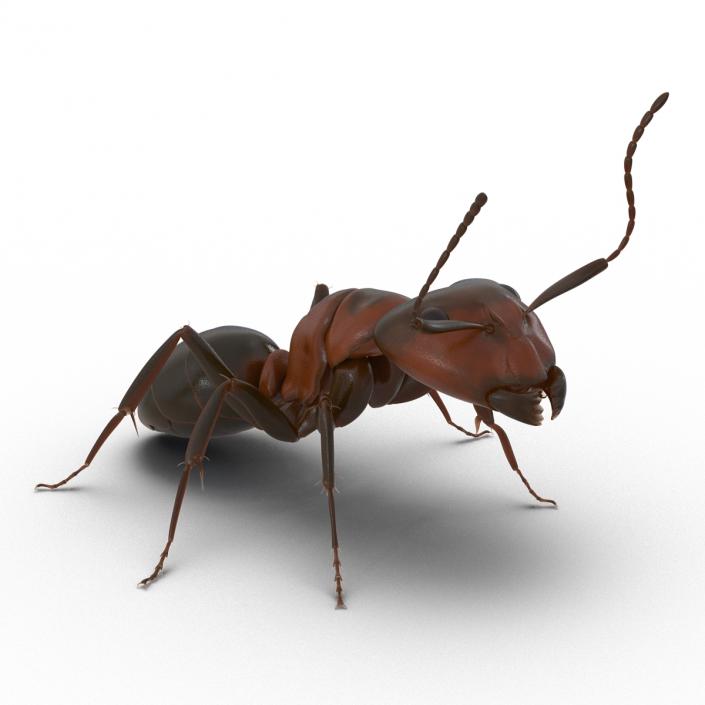 Red Ant Pose 2 3D model