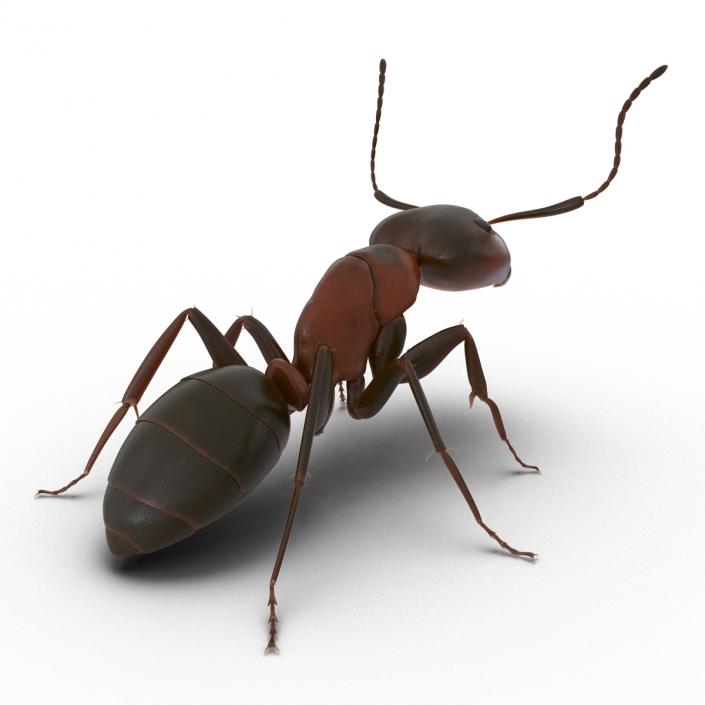 Red Ant Pose 2 3D model