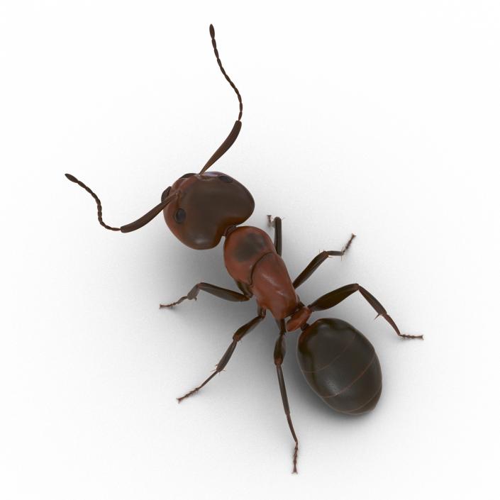 Red Ant Pose 2 3D model