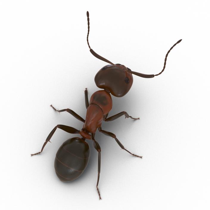 Red Ant Pose 2 3D model