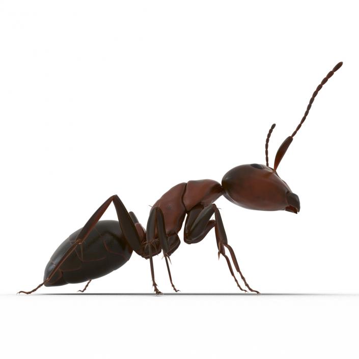 Red Ant Pose 2 3D model