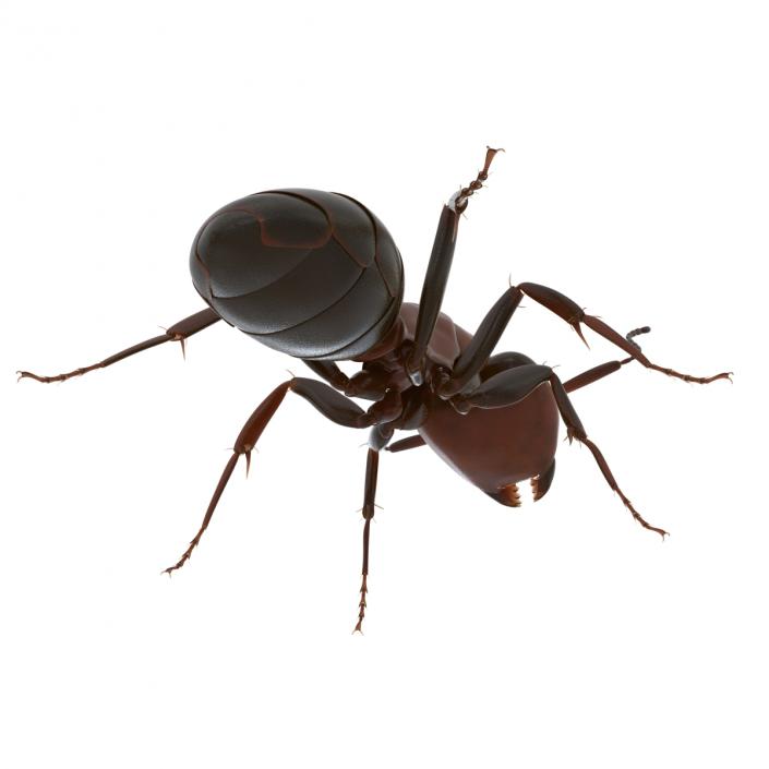 Red Ant Pose 2 3D model