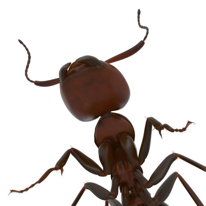 Red Ant Pose 2 3D model