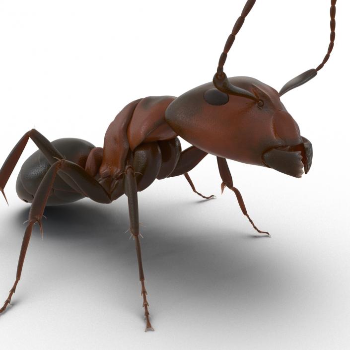 Red Ant Pose 2 3D model