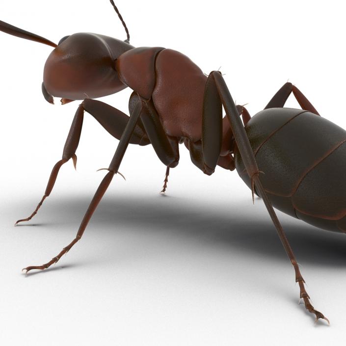 Red Ant Pose 2 3D model